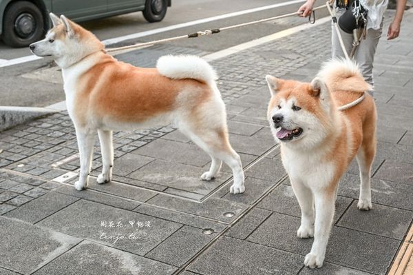 ▲▼50年古民家改建和秋田犬互動還能帶去散步 。（圖／部落客周花花提供）