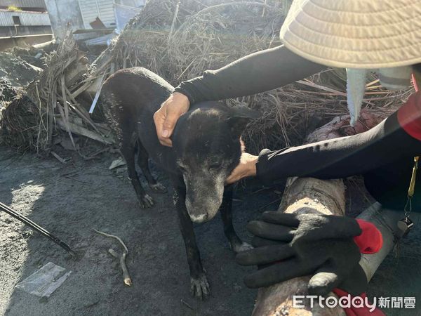 泥巴中挖出16歲黑狗。（圖／網友林明哲提供）