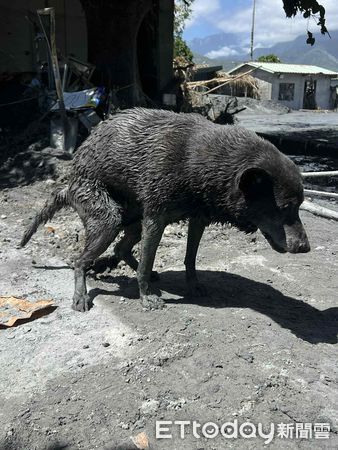 泥巴中挖出16歲黑狗。（圖／網友林明哲提供）