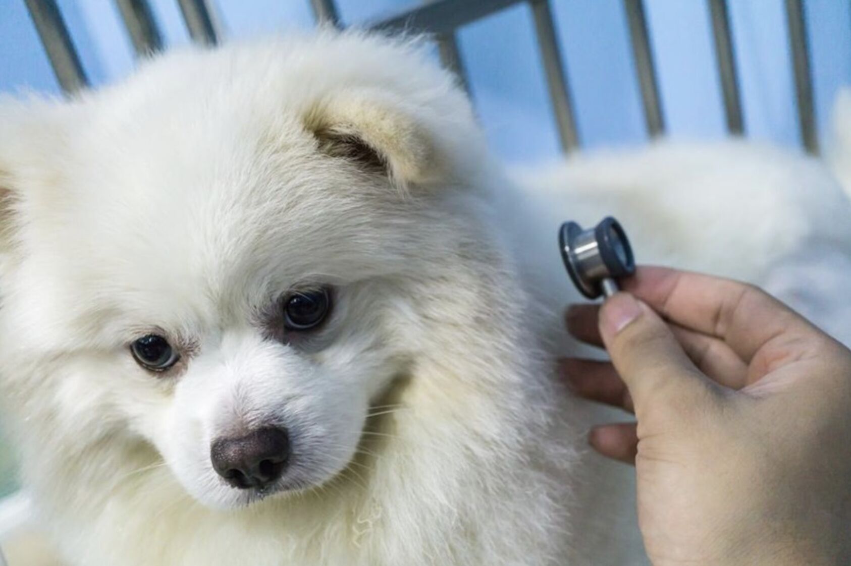 狗狗心臟病可以活多久呢？關鍵在早期發現與照護