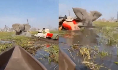 狂暴大象故意撞倒觀光船　女遊客遭「象鼻壓入水中」驚險畫面曝