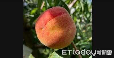 次級果爆增!梨山水蜜桃遇致災性大雨 公所成功啟動另類行銷