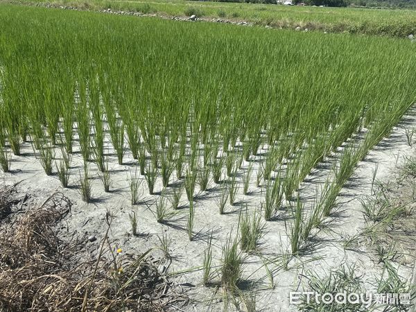 ▲▼馬太鞍溪,災民,農田。（圖／記者許權毅攝）