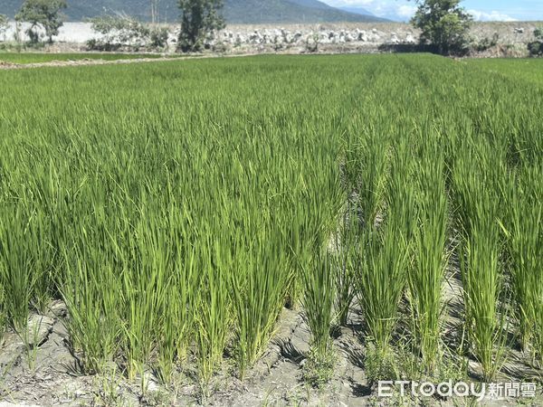 ▲▼馬太鞍溪,災民,農田。（圖／記者許權毅攝）