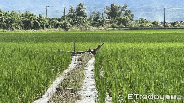 ▲▼馬太鞍溪,災民,農田。（圖／記者許權毅攝）
