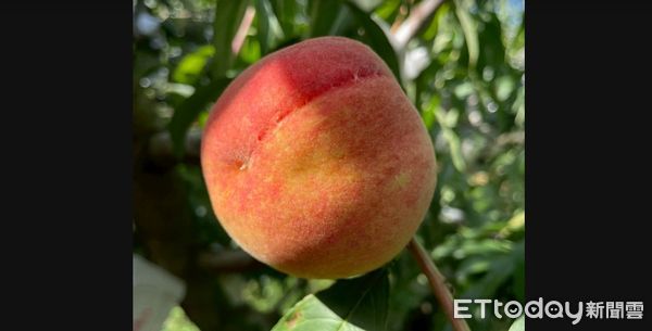 ▲水蜜桃。（圖／和平區公所提供）