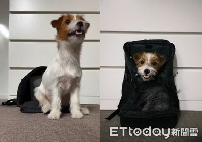 傑克羅素「倒車入庫」自己進背包　坐下挪屁股一氣呵成