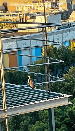 阮經天藏愛富家女1／富家女「愛的痕跡」藏不住　台北限動就是阮經天破億豪宅往外看