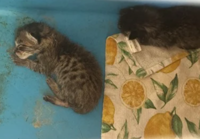 家中母貓懷孕 變態女老師把「4隻生病小貓」帶到教室活餵蟒蛇