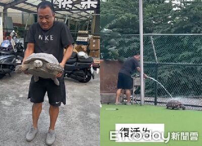光復救出「結泥龜」志工差點抱不動　沖完澡滿血復活優閒散步