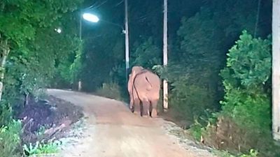 老翁巡菜園「遭大象活活踩死」　鄰居驚恐目睹喪命瞬間