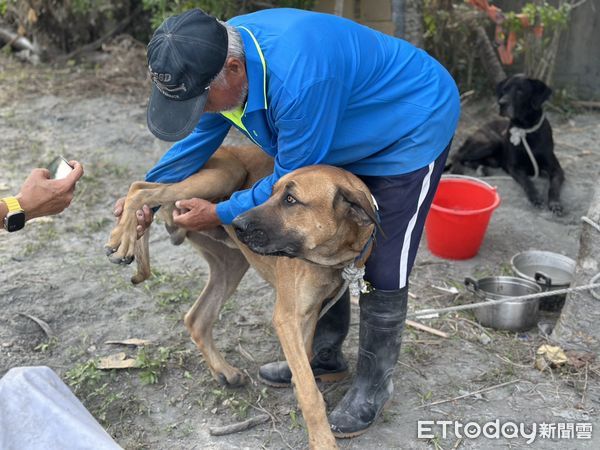 ▲▼陳德財,高山犬,花蓮,馬太鞍溪。（圖／記者許權毅攝）