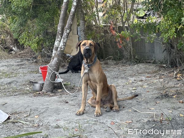 ▲▼陳德財,高山犬,花蓮,馬太鞍溪。（圖／記者許權毅攝）