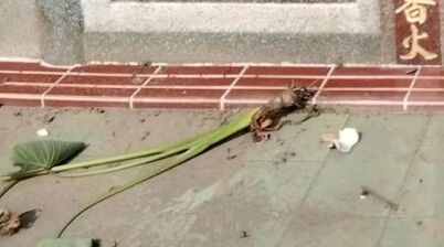 ▲彰化鹿港頂番里第12公墓遭人破壞。（圖／里長潘文生提供）