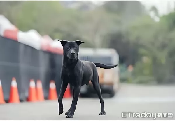 ▲。（圖／新北市政府動物保護處提供）