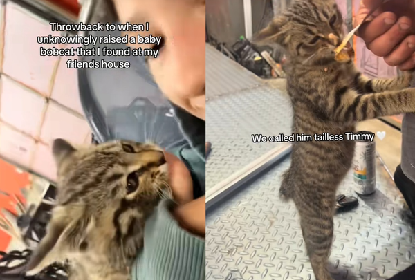 女路邊撿流浪小貓回家　幾個月後「暴風長大」意外養到混血山貓。（圖／翻攝自TikTok／audriana.3）