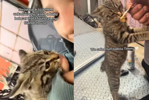 女路邊撿流浪小貓回家　幾個月後「暴風長大」意外養到混血山貓。（圖／翻攝自TikTok／audriana.3）