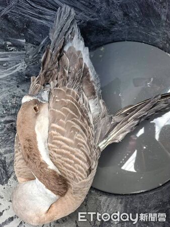 光復鵝得救。（圖／網友@syuanstory、壽豐豐田小隊旻軒（豐田梁朝偉）提供）