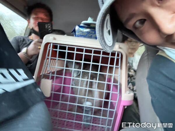 光復鵝得救。（圖／網友@syuanstory、壽豐豐田小隊旻軒（豐田梁朝偉）提供）