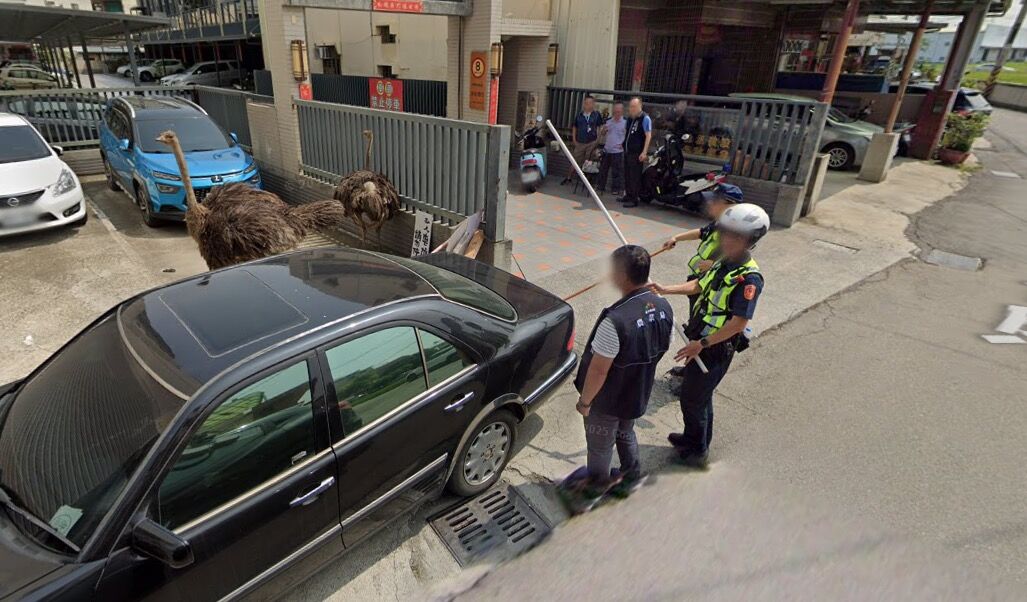 ▲▼警察圍捕鴕鳥的畫面被Google街景車拍下。（圖／翻攝Google Map）