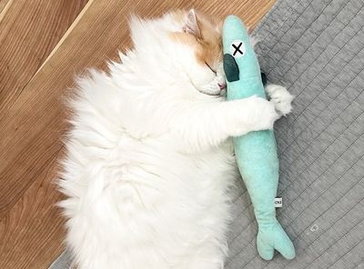 萌貓「緊抱魚布偶」貼額頭守護　發現奴才要丟連睡覺都不鬆手