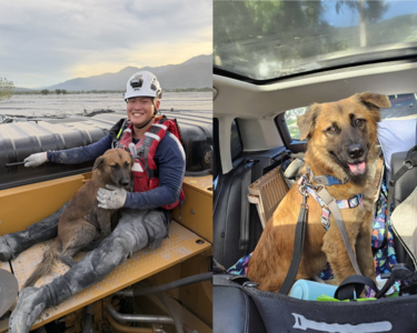 168回家!熱心志工接力載到高雄 救牠的特搜隊員領養