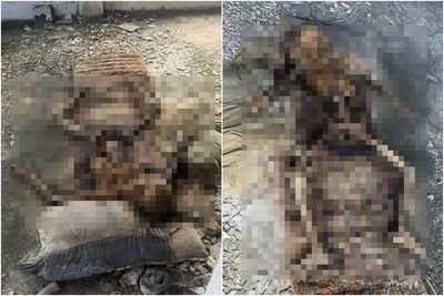 尋回遺失手機！相簿驚見「人骨照片」失主嚇壞　詭異畫面曝