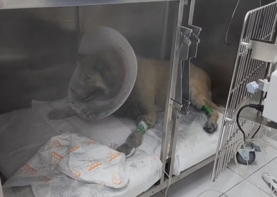 泥巴狗「黑龍」住院一甩毛塵土飛揚 獸醫曝休養近況