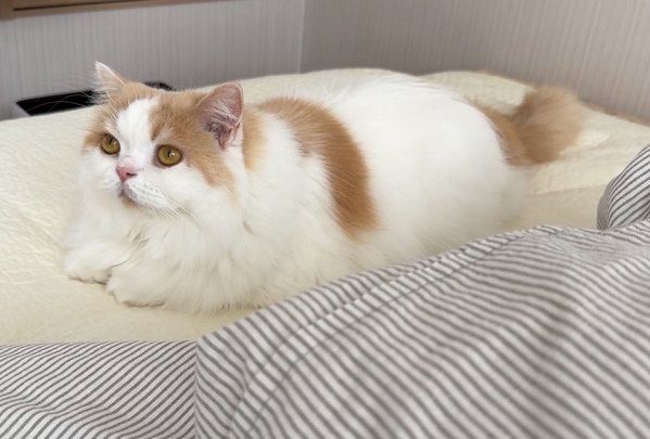 ▲。（圖／翻攝自X／@/Lemon0517ch）