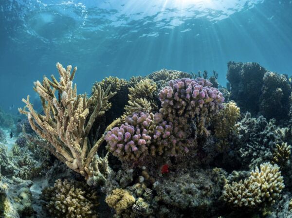 ▲▼沙烏地阿拉伯舒拉島。（圖／翻攝自Red Sea Global （RSG）官網）