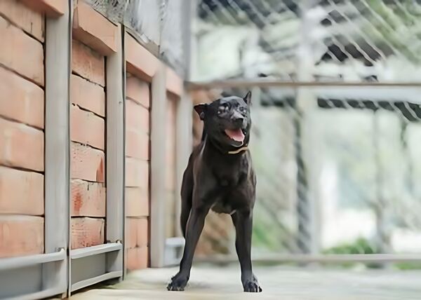 ▲新北動保推黑狗認養 加碼送沙龍照珍藏愛。（圖／新北市動保處提供）