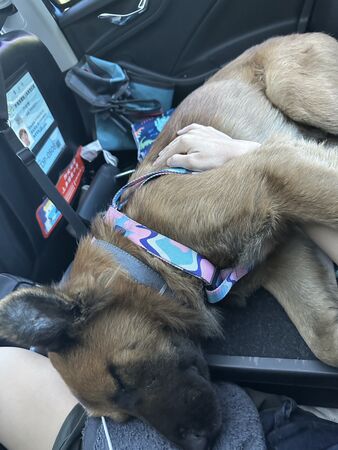 花蓮光復狗狗168回家！（圖／花蓮光復動物救援志工團隊提供）