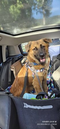 花蓮光復狗狗168回家！（圖／花蓮光復動物救援志工團隊提供）