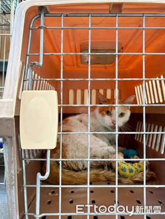 ▲▼堰塞湖潰壩截至10月1日止，光復災區已累計救治57隻犬、46隻貓等及其他小動物 。（圖／花蓮縣政府提供，下同）