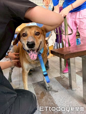 ▲▼堰塞湖潰壩截至10月1日止，光復災區已累計救治57隻犬、46隻貓等及其他小動物 。（圖／花蓮縣政府提供，下同）