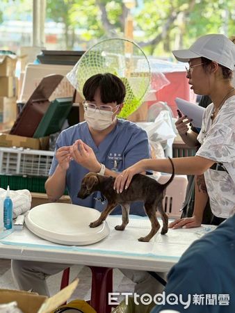 ▲▼堰塞湖潰壩截至10月1日止，光復災區已累計救治57隻犬、46隻貓等及其他小動物 。（圖／花蓮縣政府提供，下同）