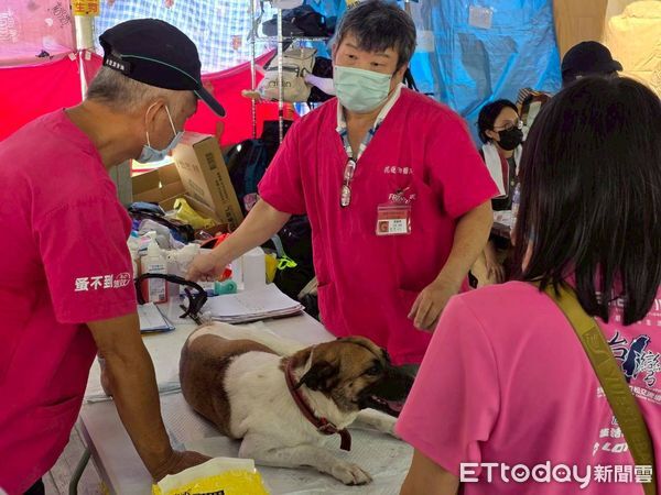 ▲▼堰塞湖潰壩截至10月1日止，光復災區已累計救治57隻犬、46隻貓等及其他小動物 。（圖／花蓮縣政府提供，下同）