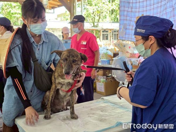 ▲▼堰塞湖潰壩截至10月1日止，光復災區已累計救治57隻犬、46隻貓等及其他小動物 。（圖／花蓮縣政府提供，下同）