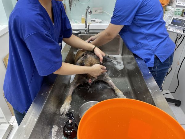 黑龍洗澡。（圖／翻攝自樂悠動物醫院）