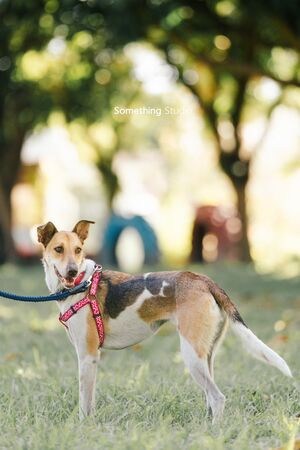 災區狗狗Lucy。（圖／翻攝自三牲工作室、飼主@xhc_192提供）