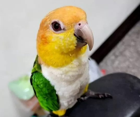 ▲鸚鵡小寶走失，飼主懸賞10萬元。（圖／顏先生提供）