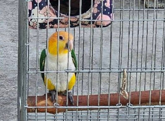 ▲鸚鵡小寶走失，飼主懸賞10萬元。（圖／顏先生提供）