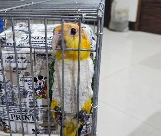 ▲鸚鵡小寶走失，飼主懸賞10萬元。（圖／顏先生提供）