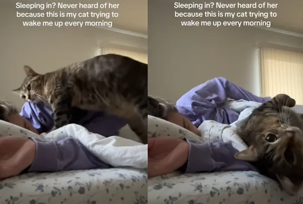 奴才快起床！女每天被虎斑貓「溫柔蹭蹭叫醒」　百萬網羨：想被蹭。（圖／翻攝自TikTok／logng39ah4）