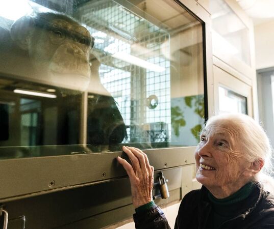 珍古德。（圖／翻攝自粉專Dr. Jane Goodall）