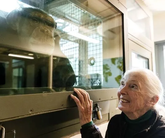 珍古德。（圖／翻攝自粉專Dr. Jane Goodall）