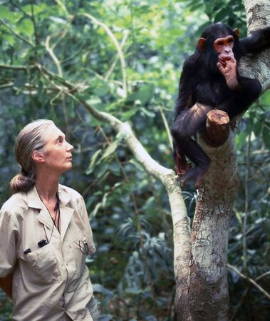 珍古德。（圖／翻攝自粉專Dr. Jane Goodall）
