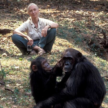珍古德。（圖／翻攝自粉專Dr. Jane Goodall）