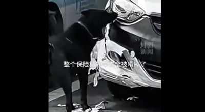 陸女子在家睡覺接電話「你的車被狗啃碎了」 衝現場一看笑歪