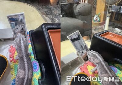 愛美守宮「照鏡子10分鐘」欣賞帥臉　偷笑擺Pose被自己迷倒